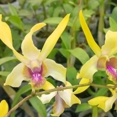 Dendrobium Caesar Yellow Lip Red Dewasa siap bunga