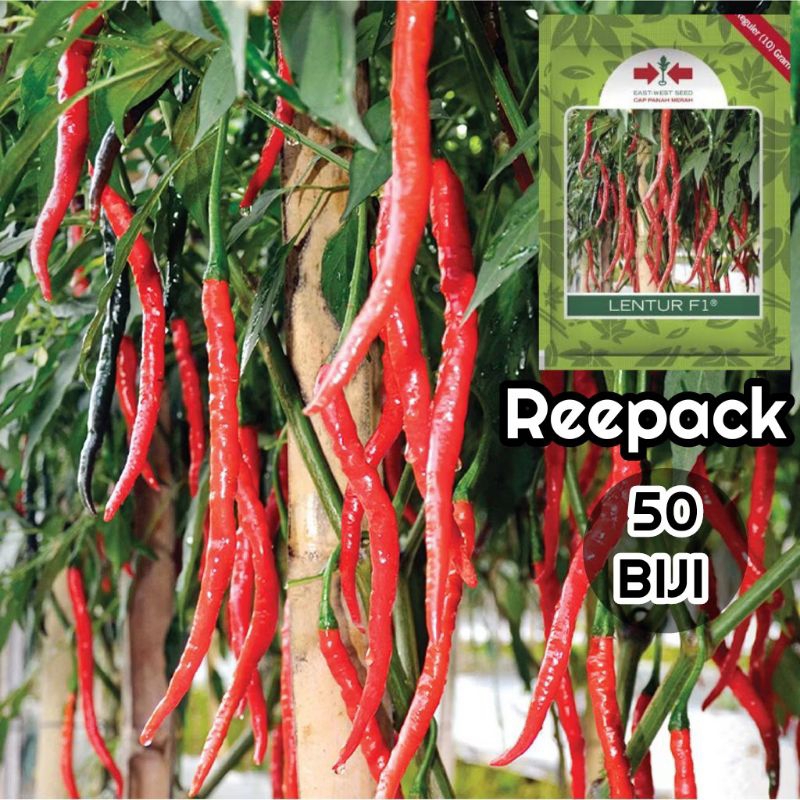 Reepack 50 Biji Cabe Keriting LENTUR F1 | Benih Cabai Keriting Lentur F1 | Bibit Cabe Keriting | Ben
