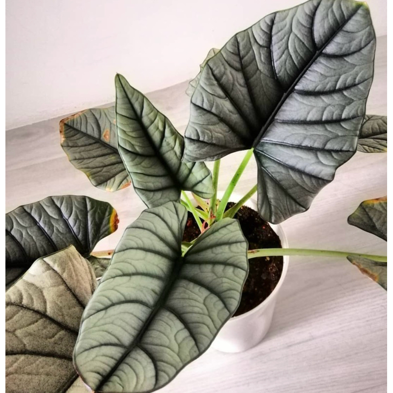 Alocasia Reginae