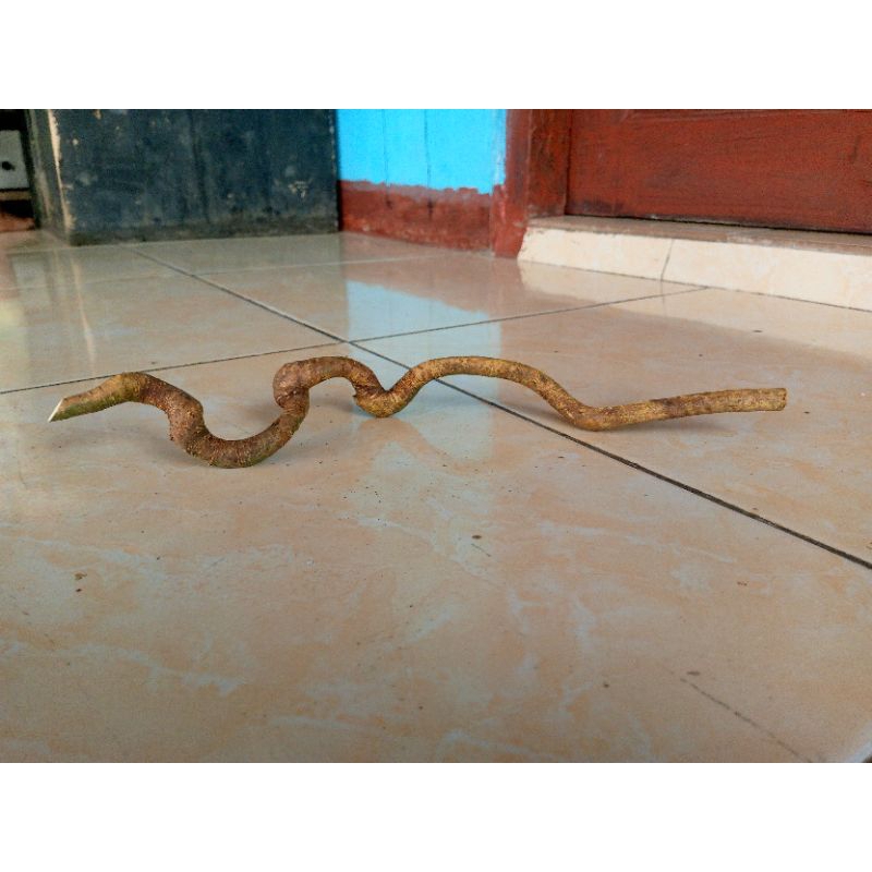 akar mimang pajangan asli unik alami