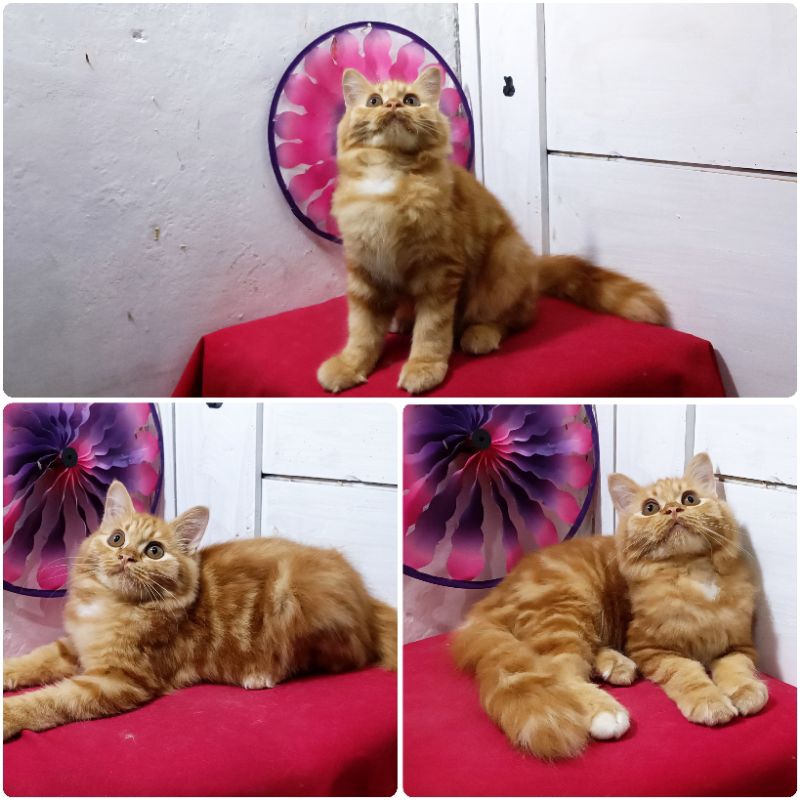 Kucing Persia mainecoon Red Marble | Ongkir |Keranjang