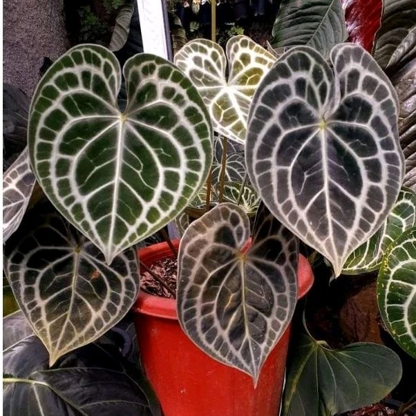 anthurium queen clarinervium