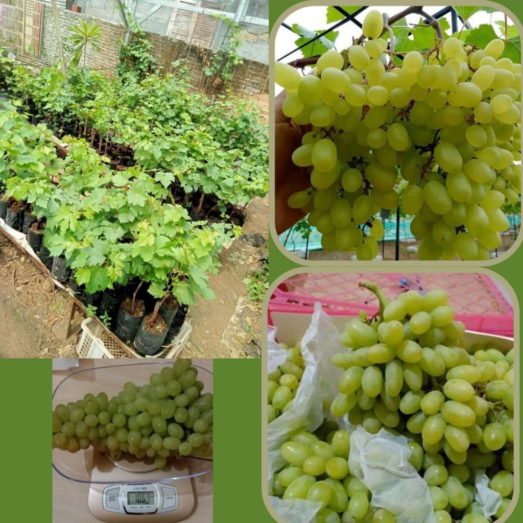 Bibit Anggur Hijau Manis Tanpa Biji (Malika)