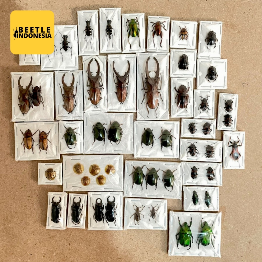 Awetan Kumbang/Serangga Unik Indonesia ( TAXIDERMY )