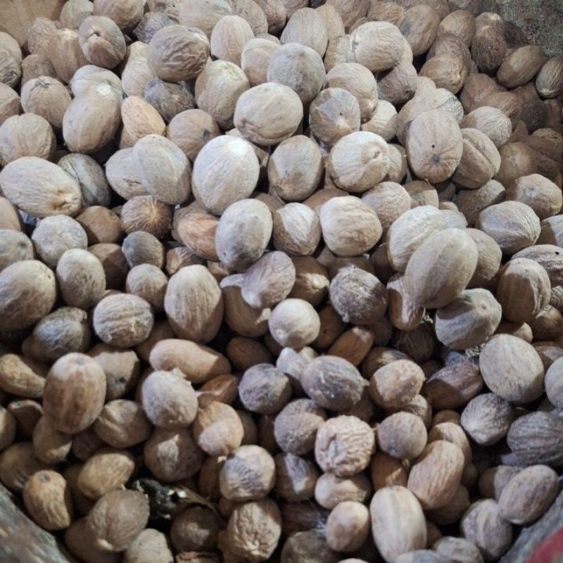 

Pala Bulat Super