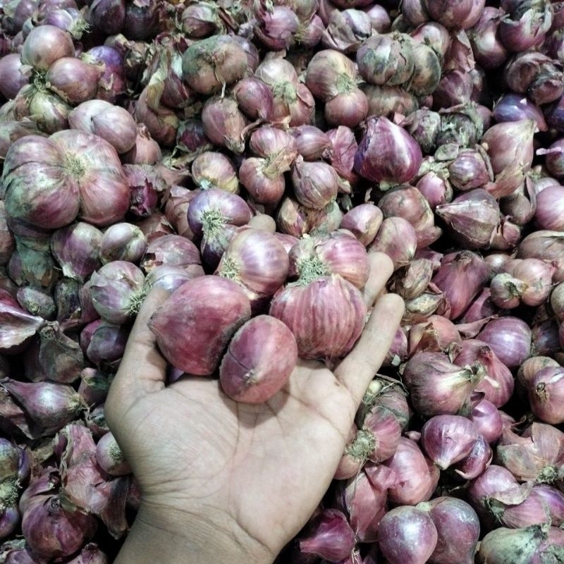 

bawang merah 800 gram besar-besaran