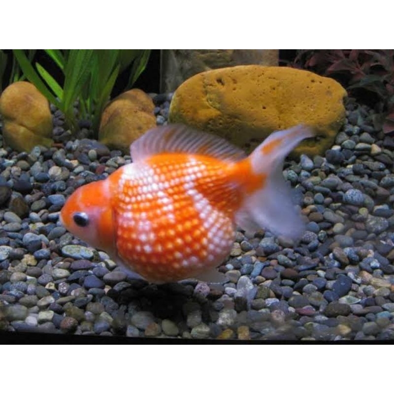 Ikan Hias Goldfish Mutiara