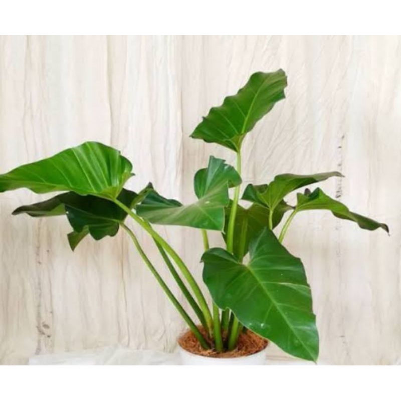 tanaman hias ekonomis / philo marbel / philodendron besar