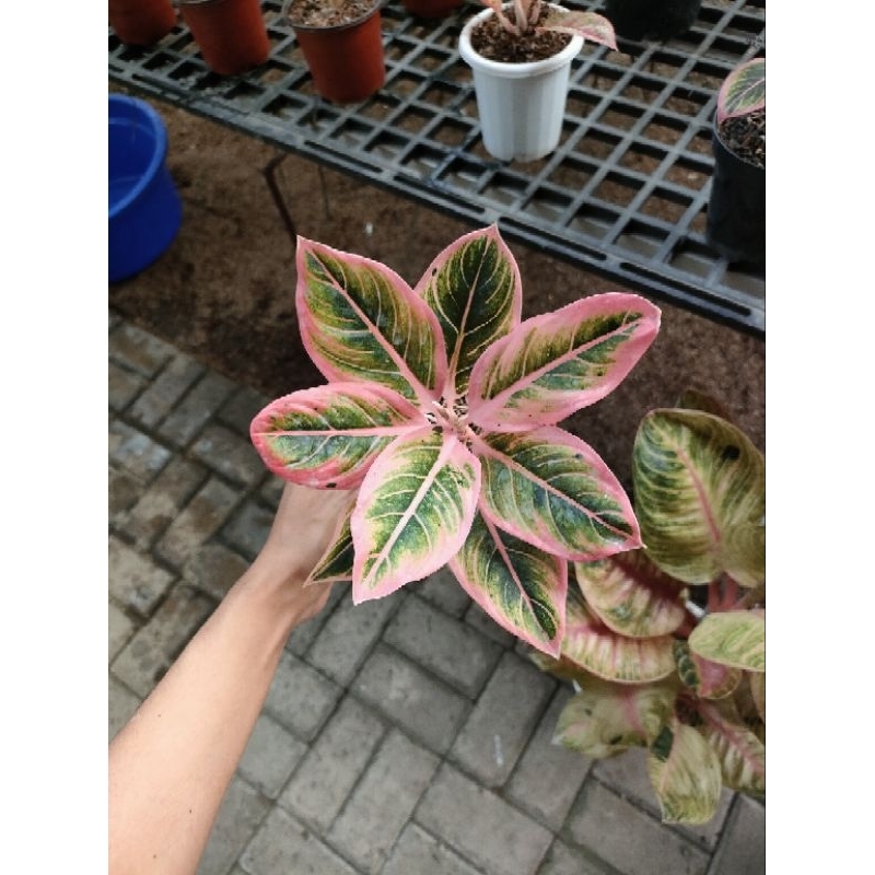 Aglonema Lotus delight