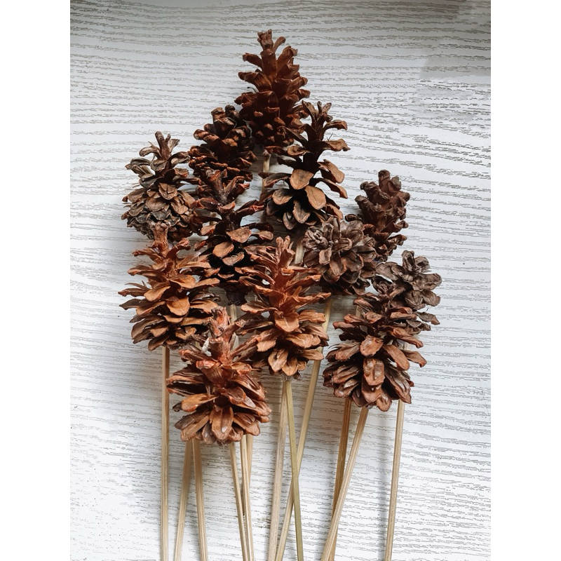 Biji pinus kering , Biji Pinus, pinus berbatang, biji pinus batang