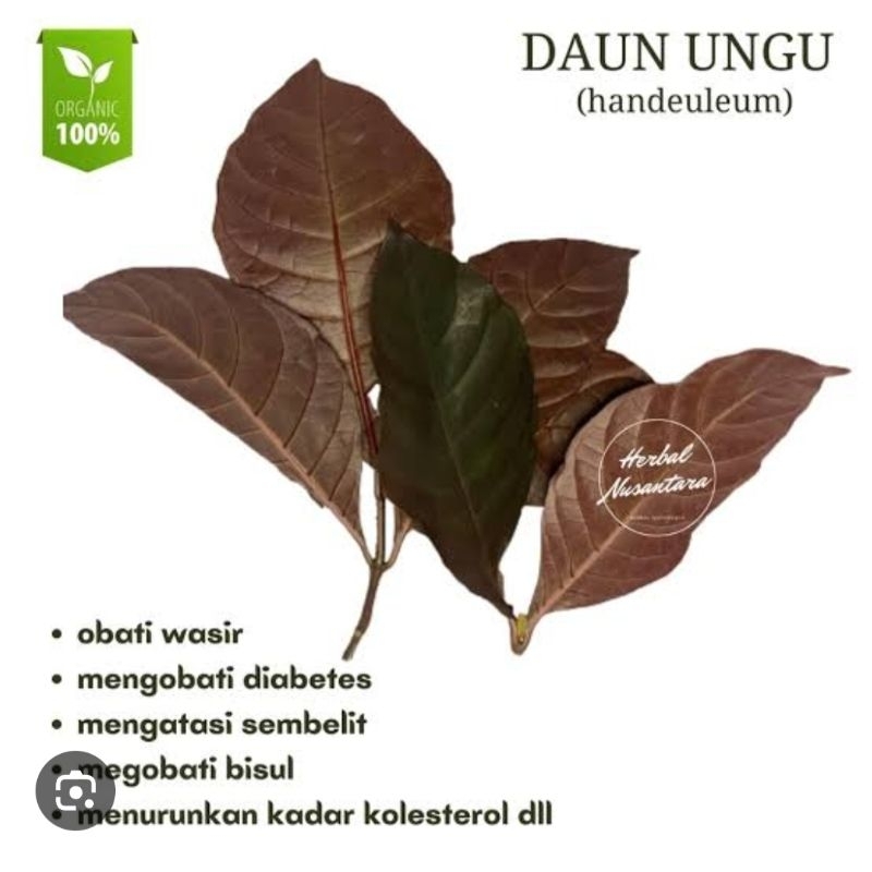 

Daun UNGU / handeuleum segar