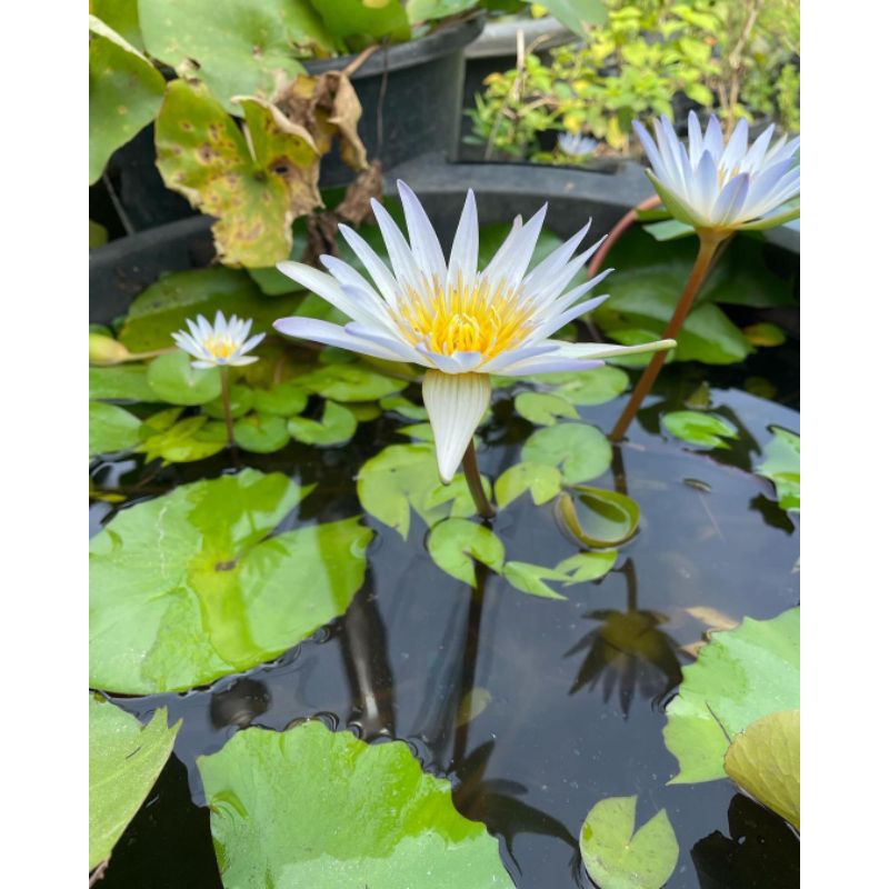 BENIH BUNGA LOTUS / BUNGA TERATAI