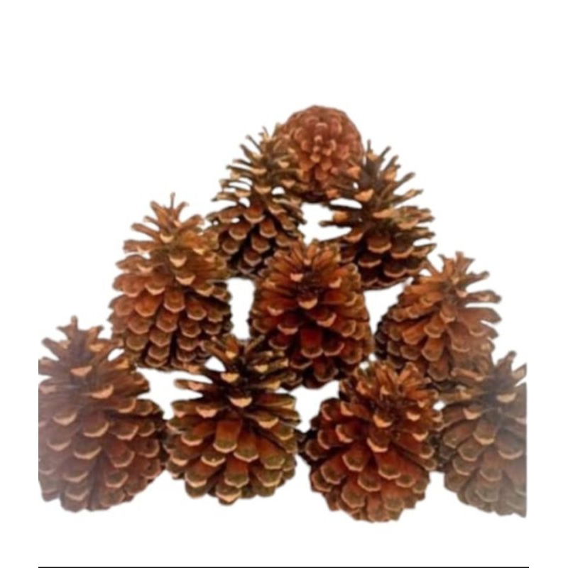 Bunga Pinus kering / biji Pinus hiasan