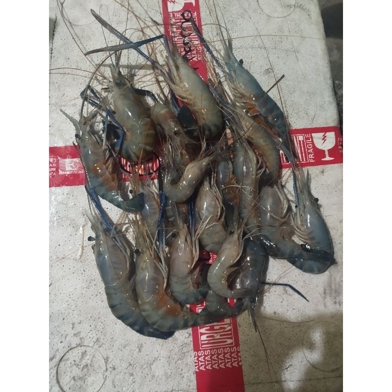 

Udang segar