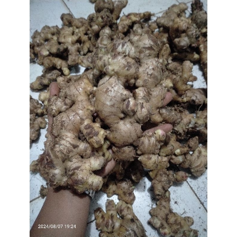 

JAHE GAJAH BESAR SUPER FRESH KEMASAN 1KG