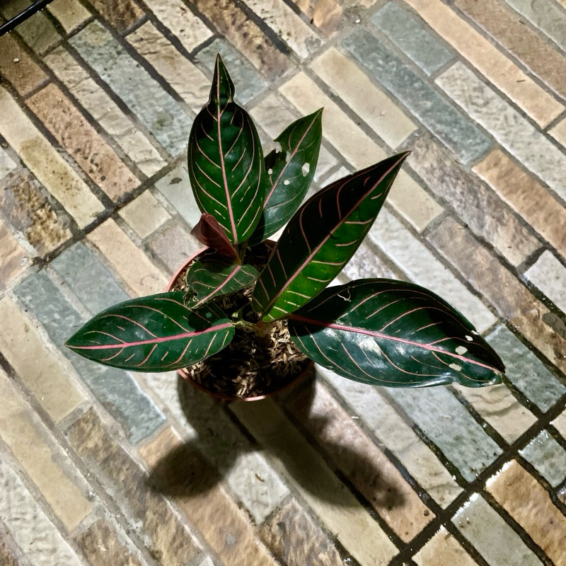 Aglaonema Pride of Sumatra Black rumpun 2