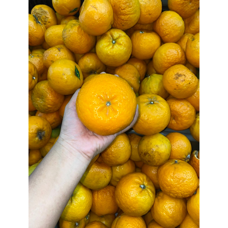 

Jeruk wogan kemasan 1kg