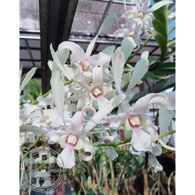 ( BISA COD ) Seedling Anggrek Dendrobium Capung Kapuas - Tanaman Hias Bunga Anggrek Dendrobium Belum