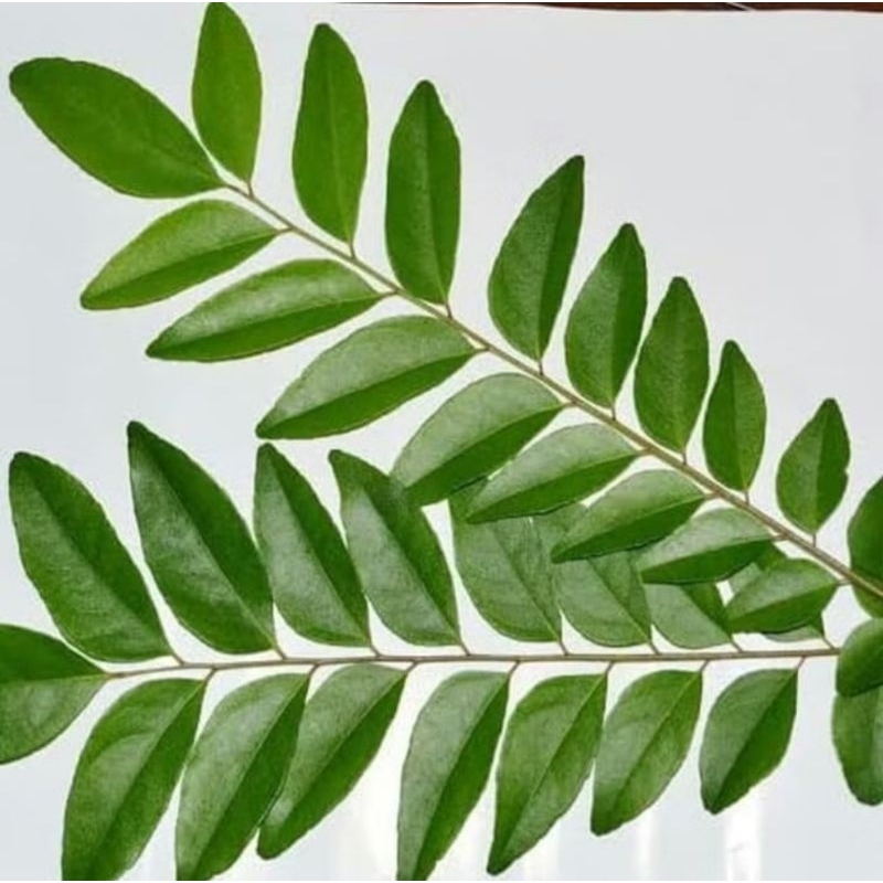 

Daun Kari / Koja Segar Organik