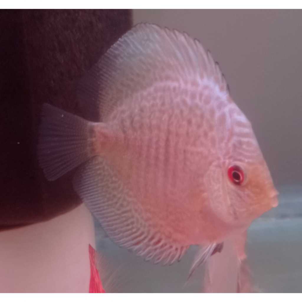 Ikan Discus Blue Scorpion 2,5" inch s/d 5" inch