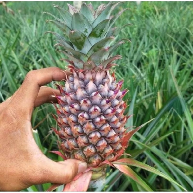 

1KG NANAS MUDA SUBANG SEGAR