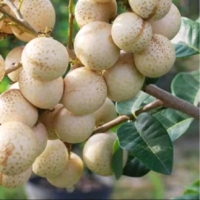 bibit indukan kelengkeng matalada batang besar