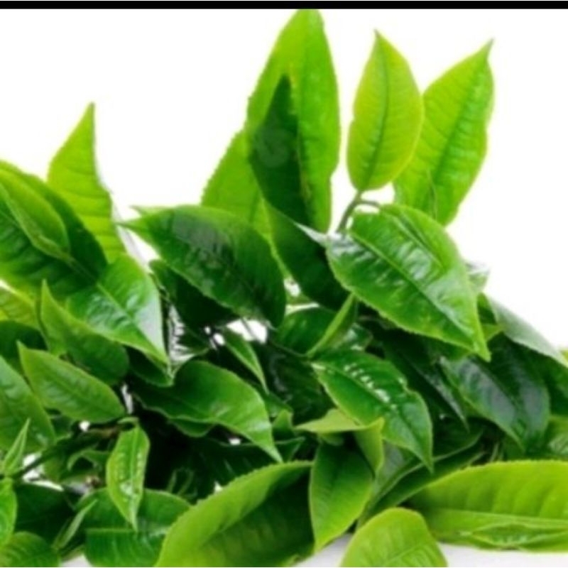 

Daun teh segar 200gram