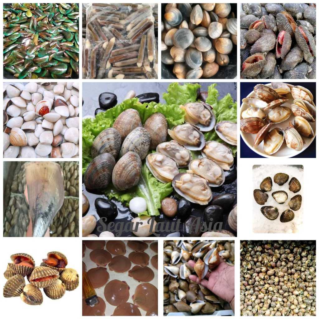 

Aneka Kerang Laut Seafood Hasil Laut Segar 1Kg