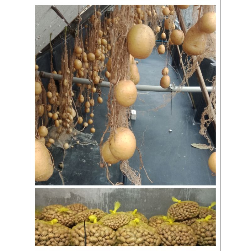 GO varietas Granola L, kemasan 500 biji, harga 1 biji 2000