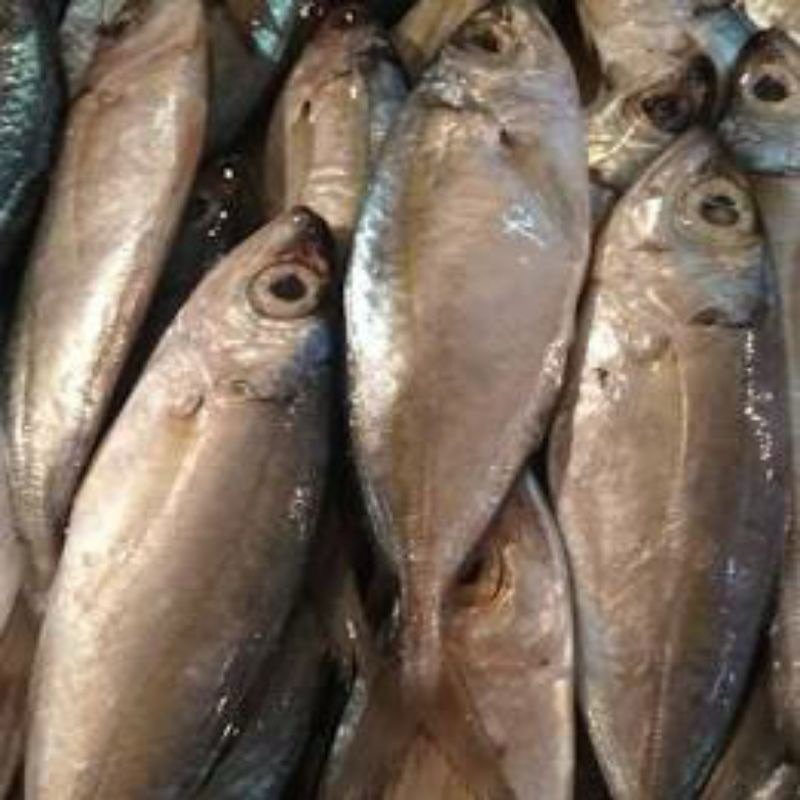 

ikan kembung mata belo segar 1 kg/ ikan tude fresh/ ikan bentrong