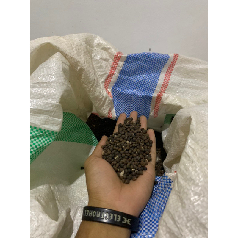 

klenteng/biji randu