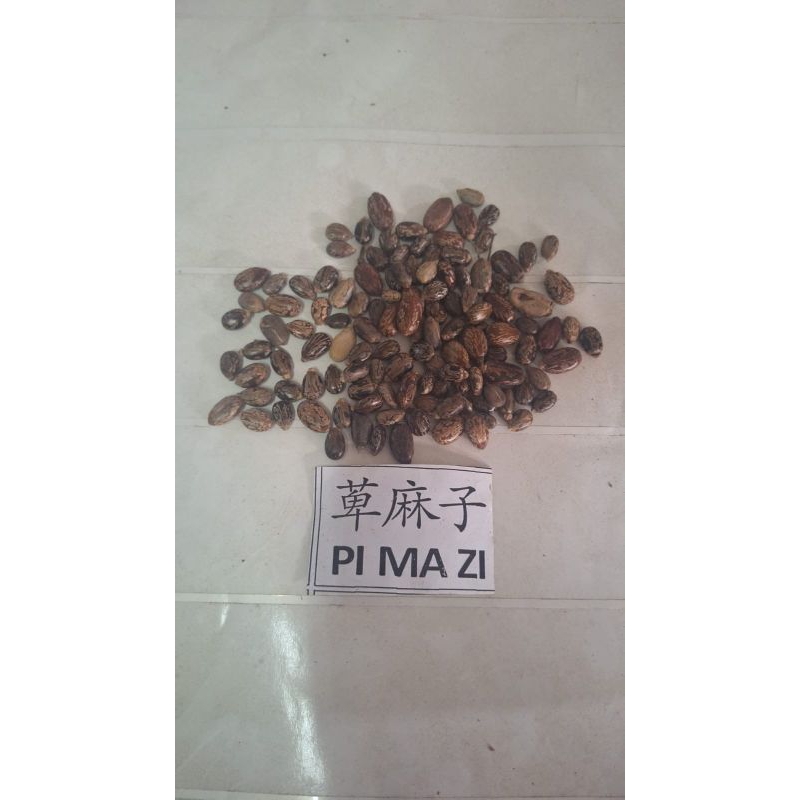 

300 G GR GRAM 蓖麻子 萆麻子 BI MA ZI SEMEN RICINI