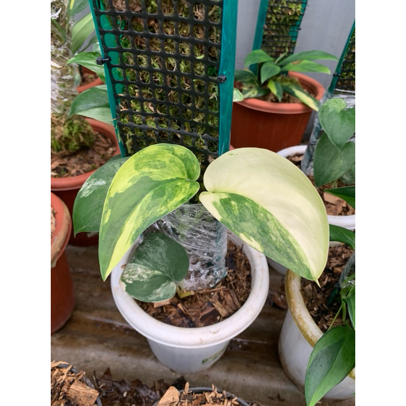 scindapsus jade satin variegata