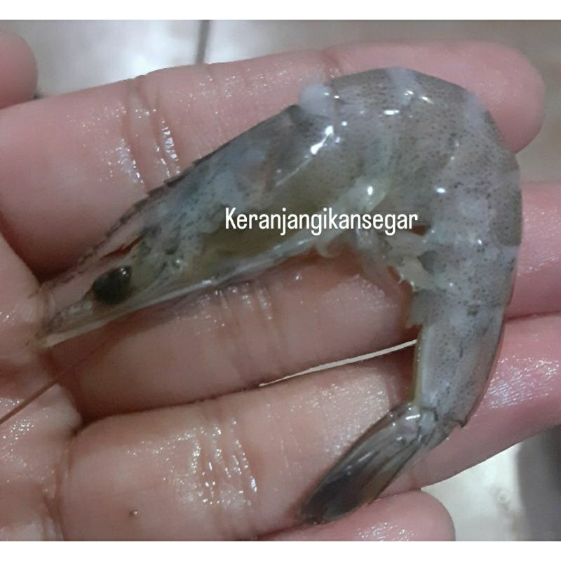 

Udang vaname segar 1kg size 150/160 (bukan frozen) free dibersihkan