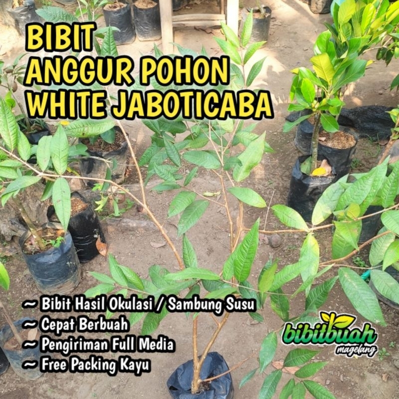 Bibit Anggur Pohon White Jaboticaba