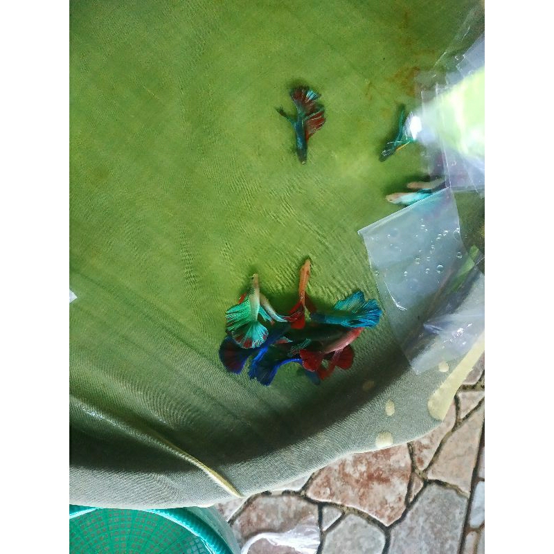 Hiasan aquarium cupang cendolan murah