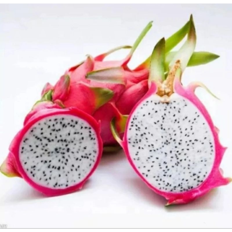 BIBIT BUAH NAGA PUTIH