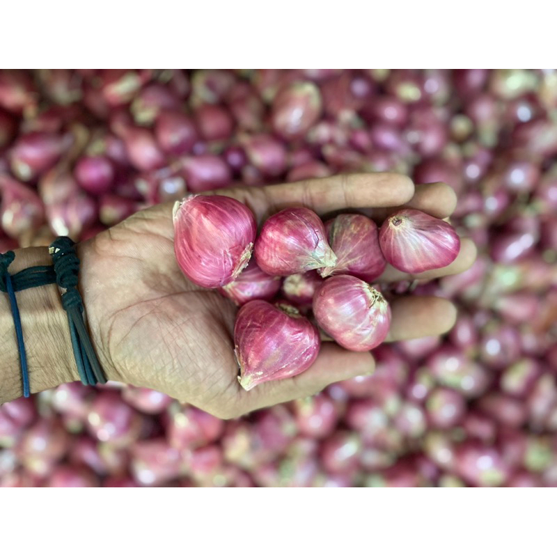 

bawang merah probolinggo super TaNGGUNG Besar 1kg