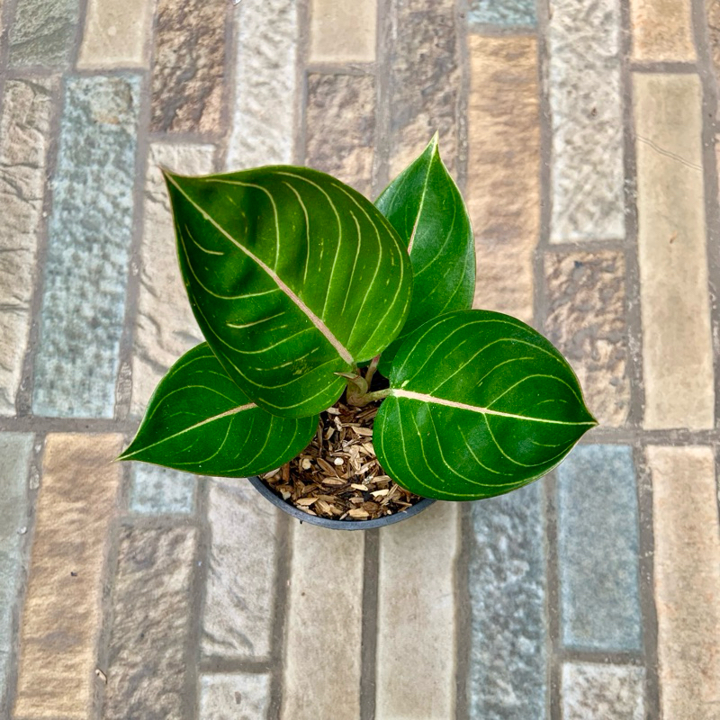 Aglaonema black moonlight gerhana