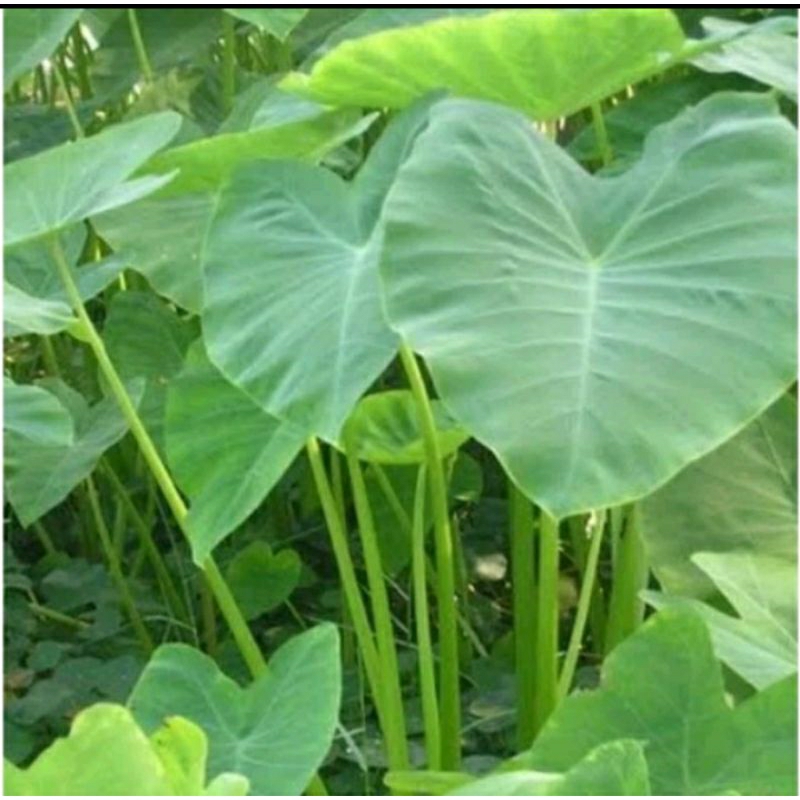 

Daun talas Segar 1kg / Daun lompong Bentul / Daun keladi