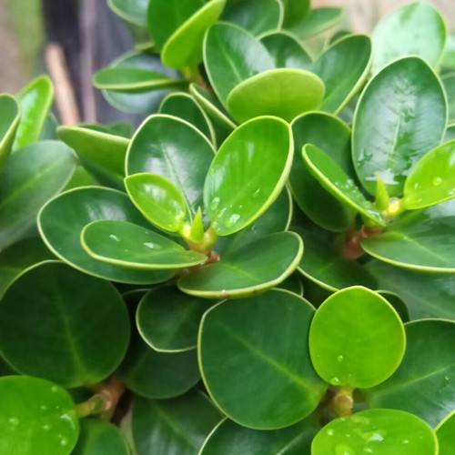 BONUS PUPUK.. BIBIT TANAMAN BONSAI MIKRO MANGKOK BONSAI DOLAR MANGKOK MINI TERLARIS