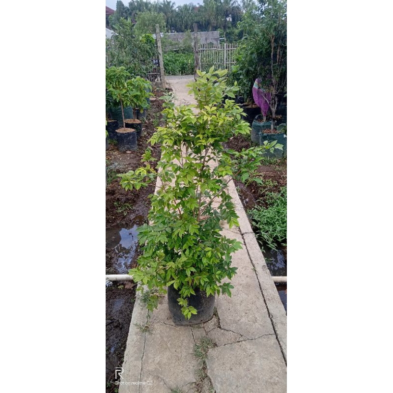 Anggur pohon brazil jenis preco rimbun valid