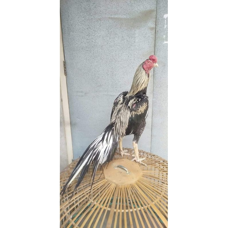 

3 Butir telur vertil ayam bangkok ekor lidi super