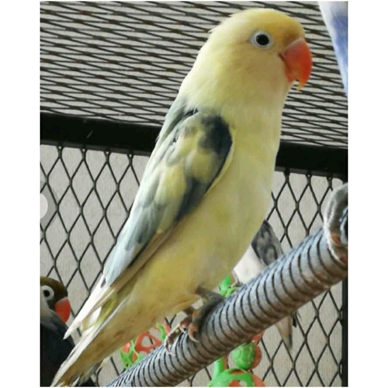 lovebird pb pied