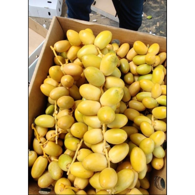 

KURMA MUDA