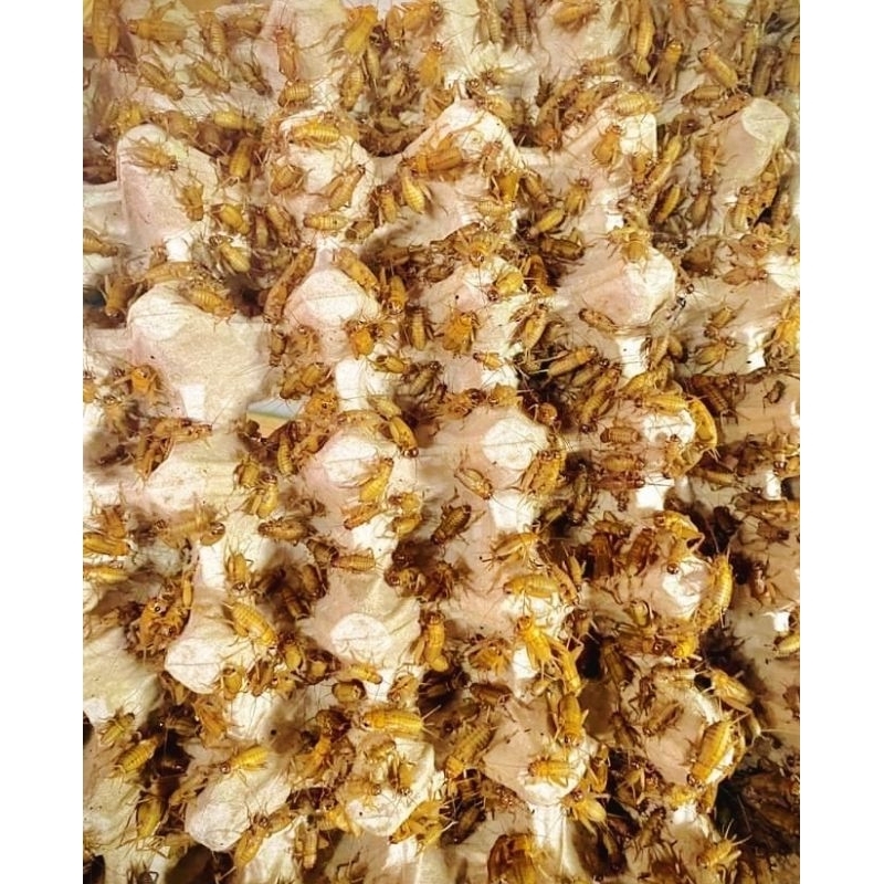 

KUALITAS TERBAIK!!! Telur jangkrik madu kunyit super 98% kuning