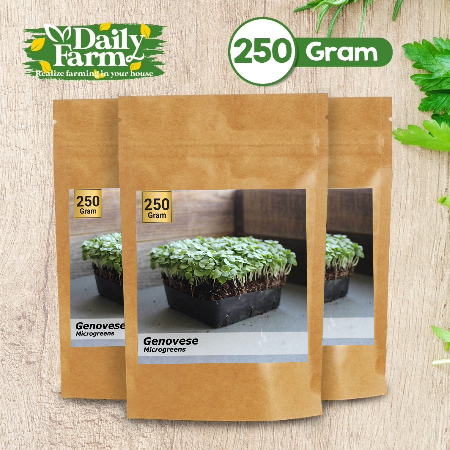 Benih Basil Genovese Microgreens - Microgreens Basil Genovese