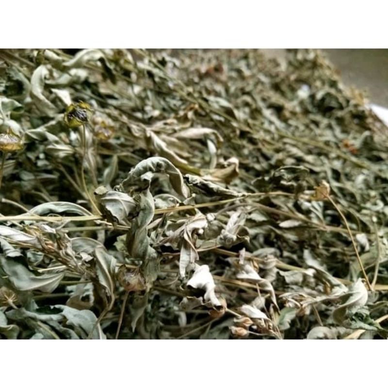 

Daun Sidaguri/ sidogori kering premium 500gr bisa cod