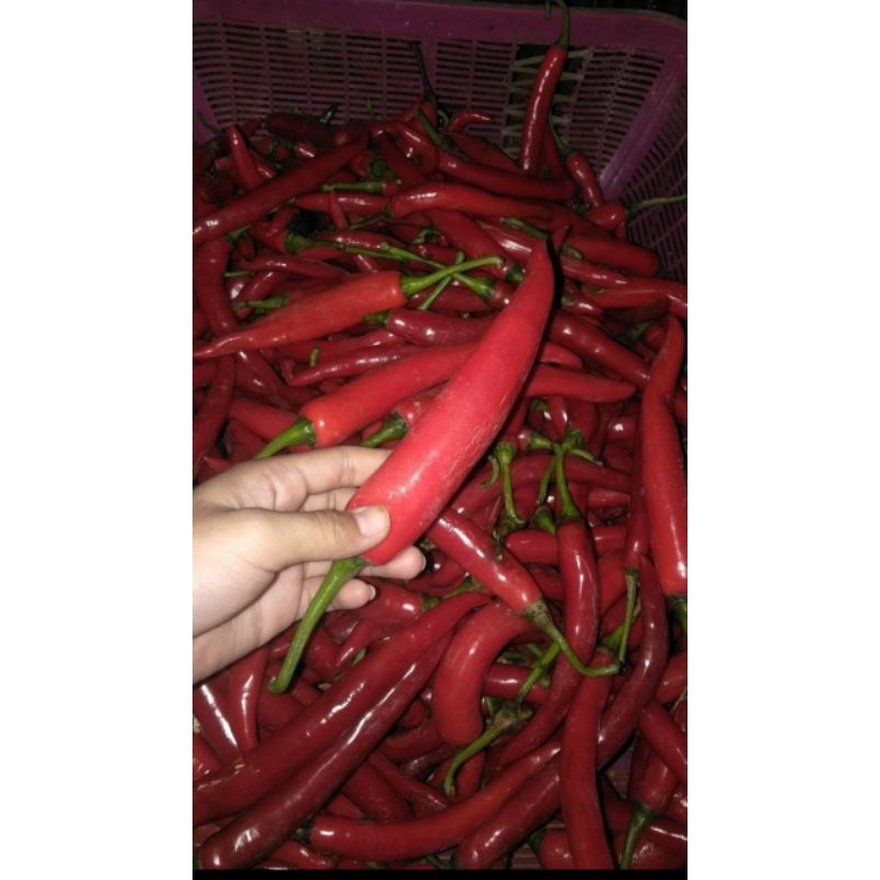 

CABE MERAH BESAR