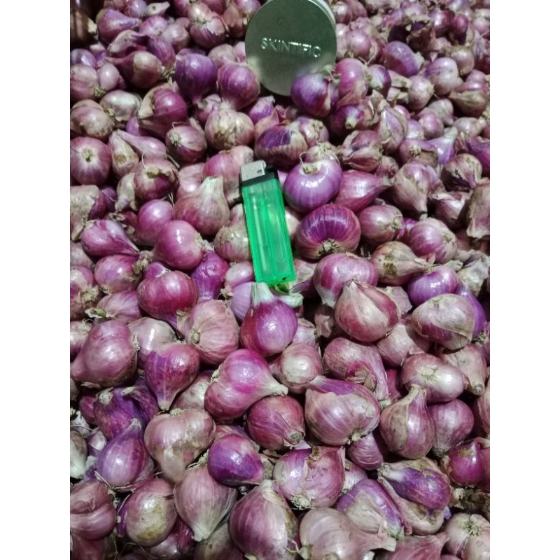 

Bawang merah brebes